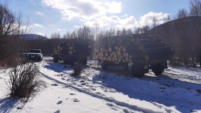 Төрийн тусгай хамгаалалтай бүсээс хууль бусаар мод бэлтгэж байсныг илрүүллээ