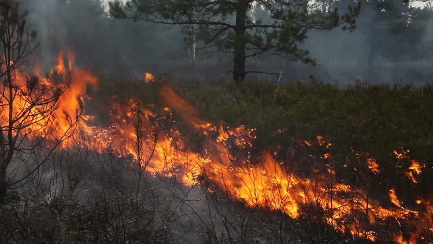 Дорнод аймагт хээрийн түймэр гарч, 320 га талбай газар шатжээ