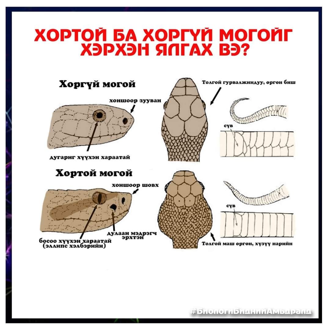 ЭЦА: Хортой, хоргүй могойг хэрхэн ялгах вэ?