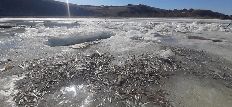 АНХААР: Туул голын усны түвшин багассанаас олон тооны загас, жараахай үхжээ