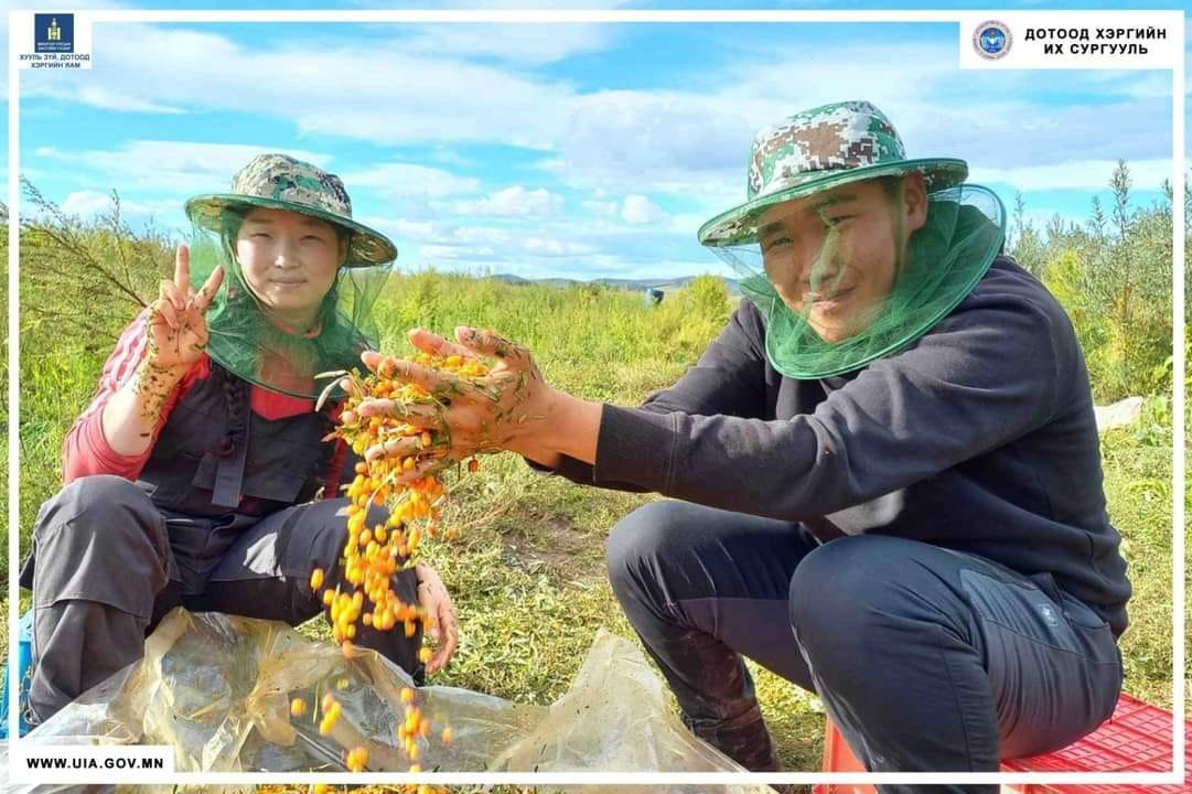 Дотоод хэргийн их сургуулийн сонсогчид ээлжит намрын ургац хураалтын ажилд оролцож байна