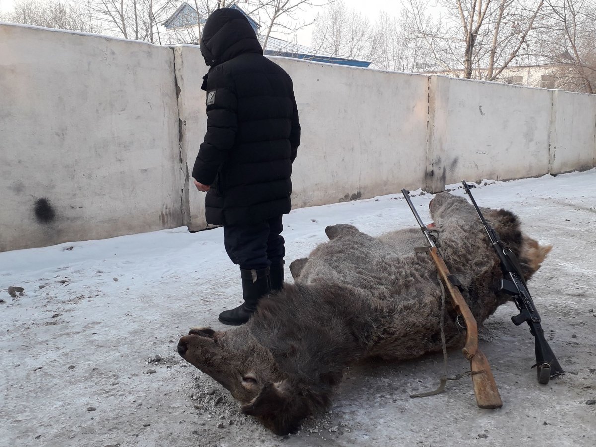 Хууль бусаар галт зэвсэг эзэмшсэн, ан, амьтан агнасан гадаадын иргэдийг хуулийн байгууллагад шилжүүлжээ